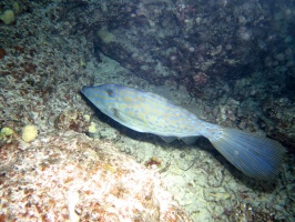 102 Scrawled Filefish IMG 2475